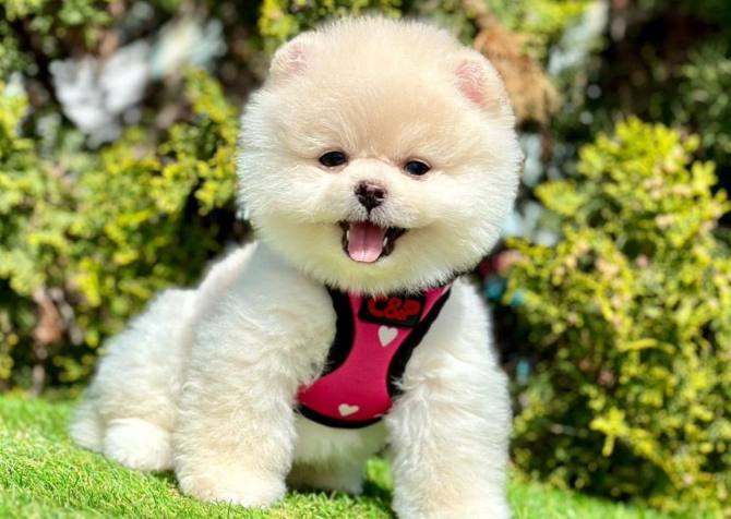 Safkan Pomeranian Boo Yavrularımız